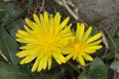 Dubyaea hispida